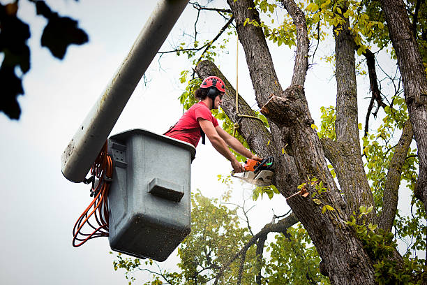 Reliable Palmhurst, TX Tree Removal and Landscaping Services Solutions